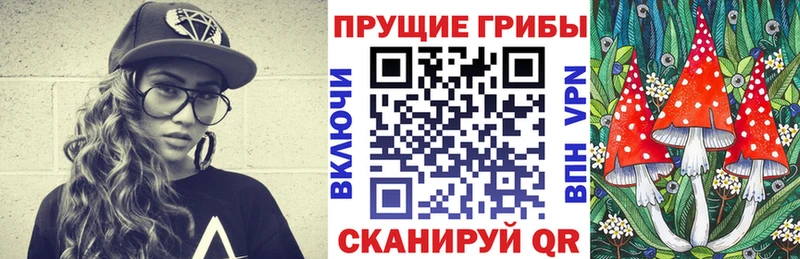 цена   Болгар  Галлюциногенные грибы Psilocybe 